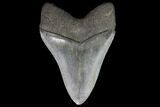Fossil Megalodon Tooth #92694-1
